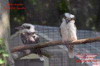 2018-GER-009776 2018-GER-009776