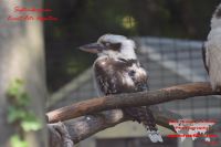 2018-GER-009777 2018-GER-009777