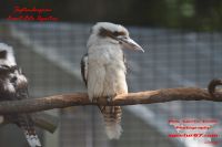 2018-GER-009788 2018-GER-009788