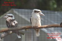 2018-GER-009789 2018-GER-009789